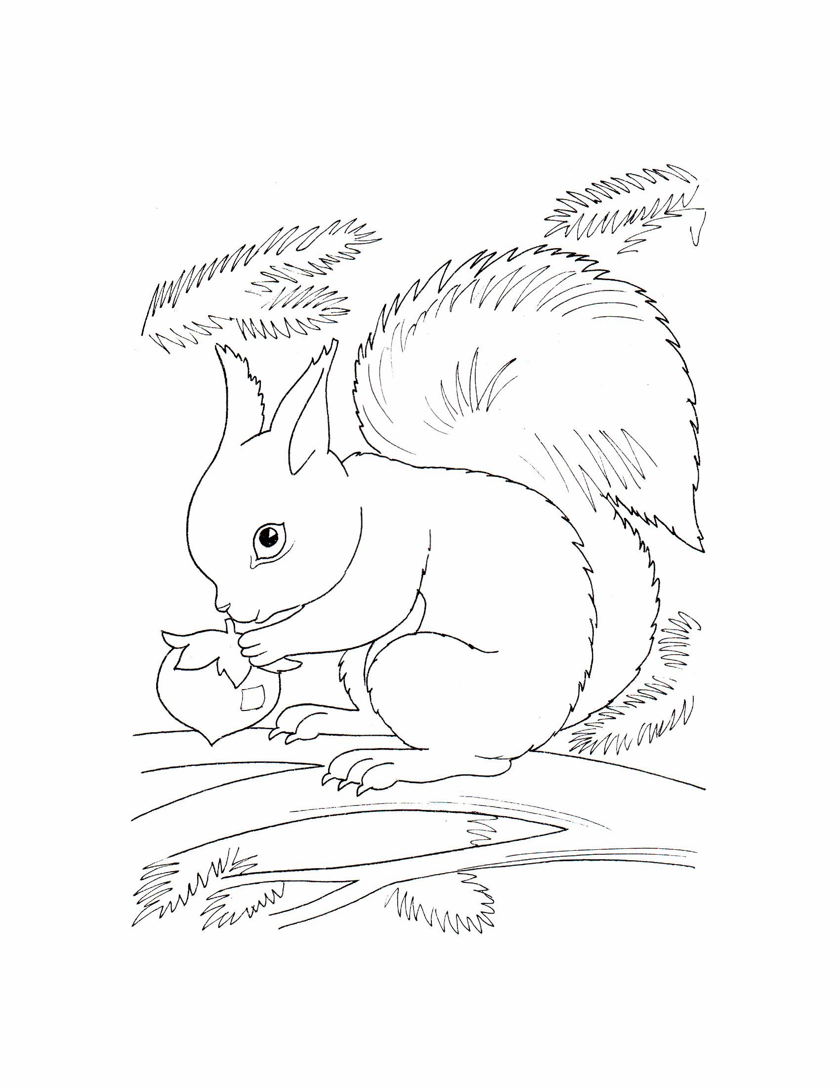 Coloring Pages Of Wildlife Animals